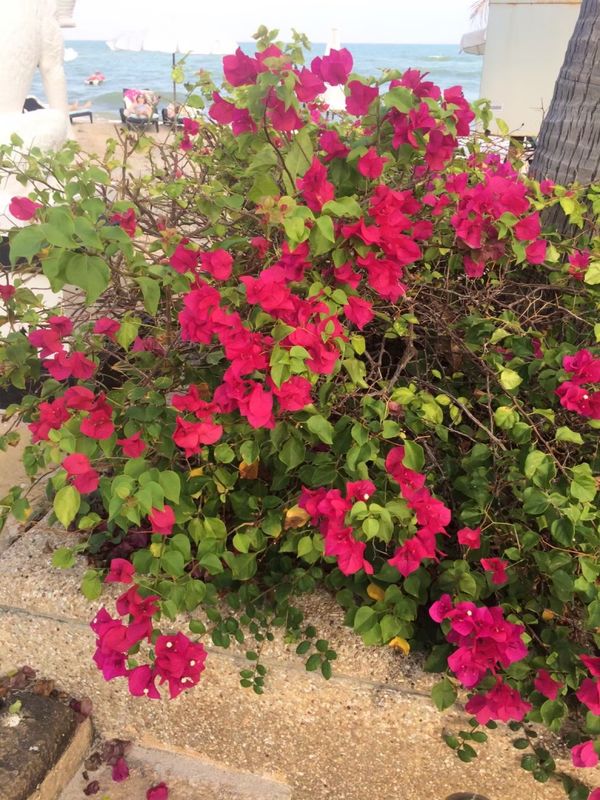 タイ・バンコク「灼熱のホアヒン、バンコク」の写真