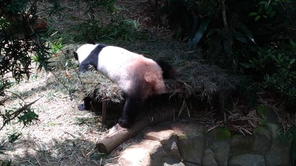 シンガポール・ブギス「シンガポール 天国と地獄の旅」の写真