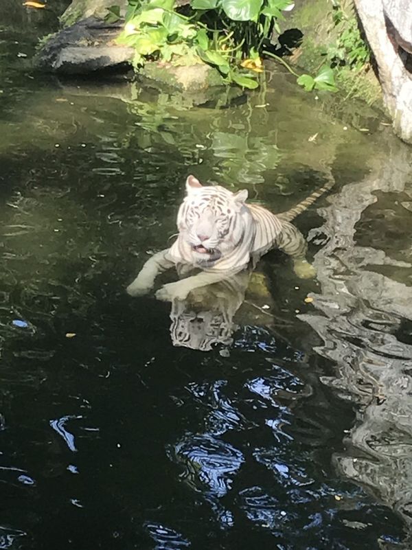 シンガポール・ブギス「シンガポール 天国と地獄の旅」の写真