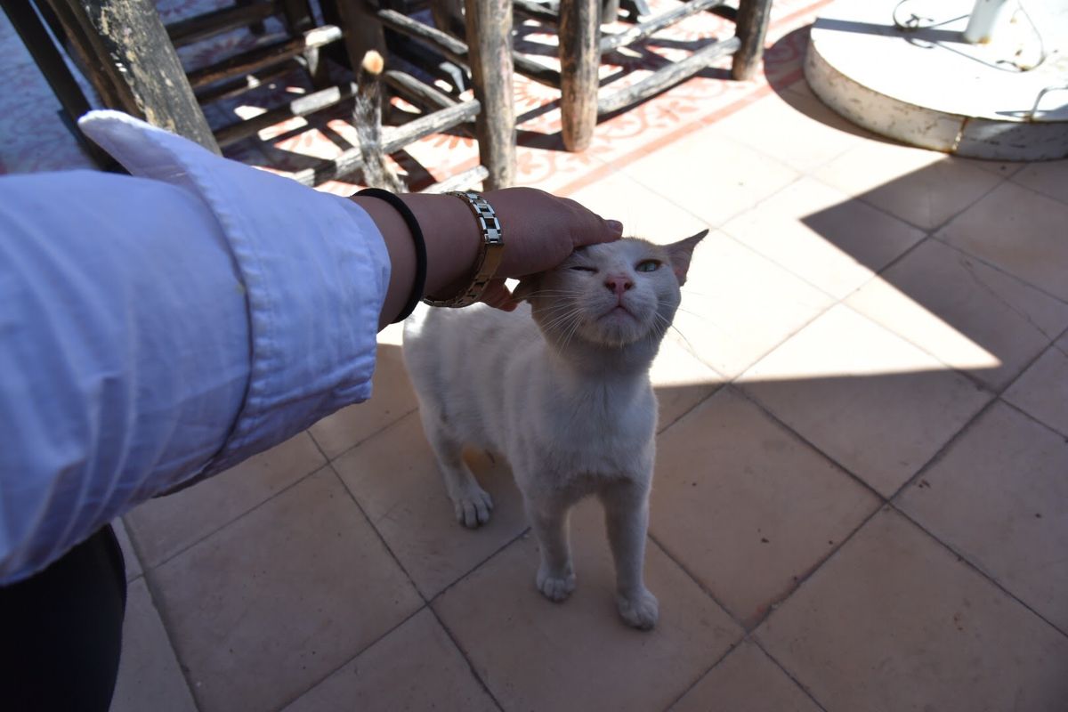 ~モロッコの猫ちゃんコレクション~
趣味全開ですみません笑
モロッコの猫ち...