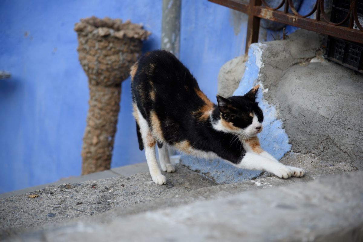 ~モロッコの猫ちゃんコレクション~
趣味全開ですみません笑
モロッコの猫ち...
