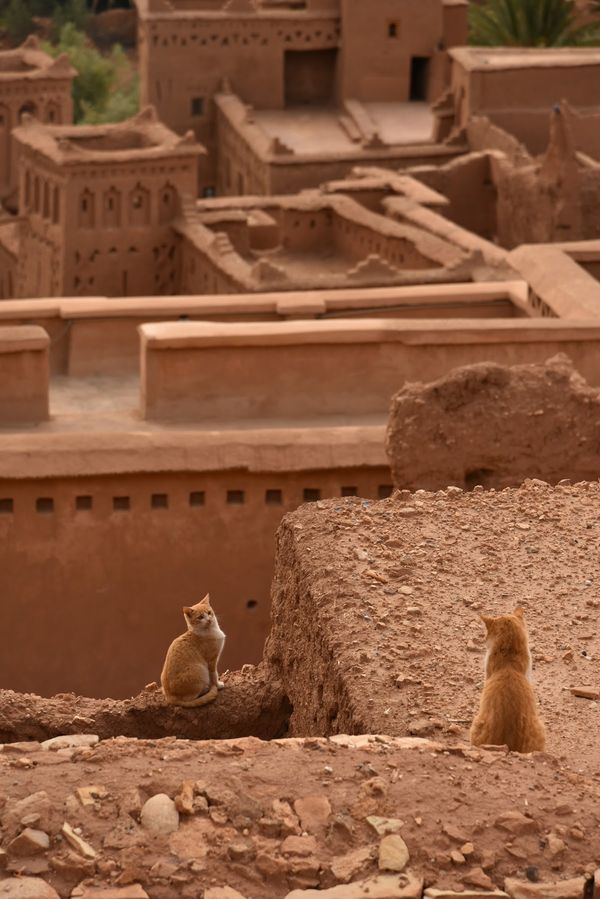 モロッコ「モロッコで一人旅」の写真：~モロッコの猫ちゃんコレクション~
趣味...