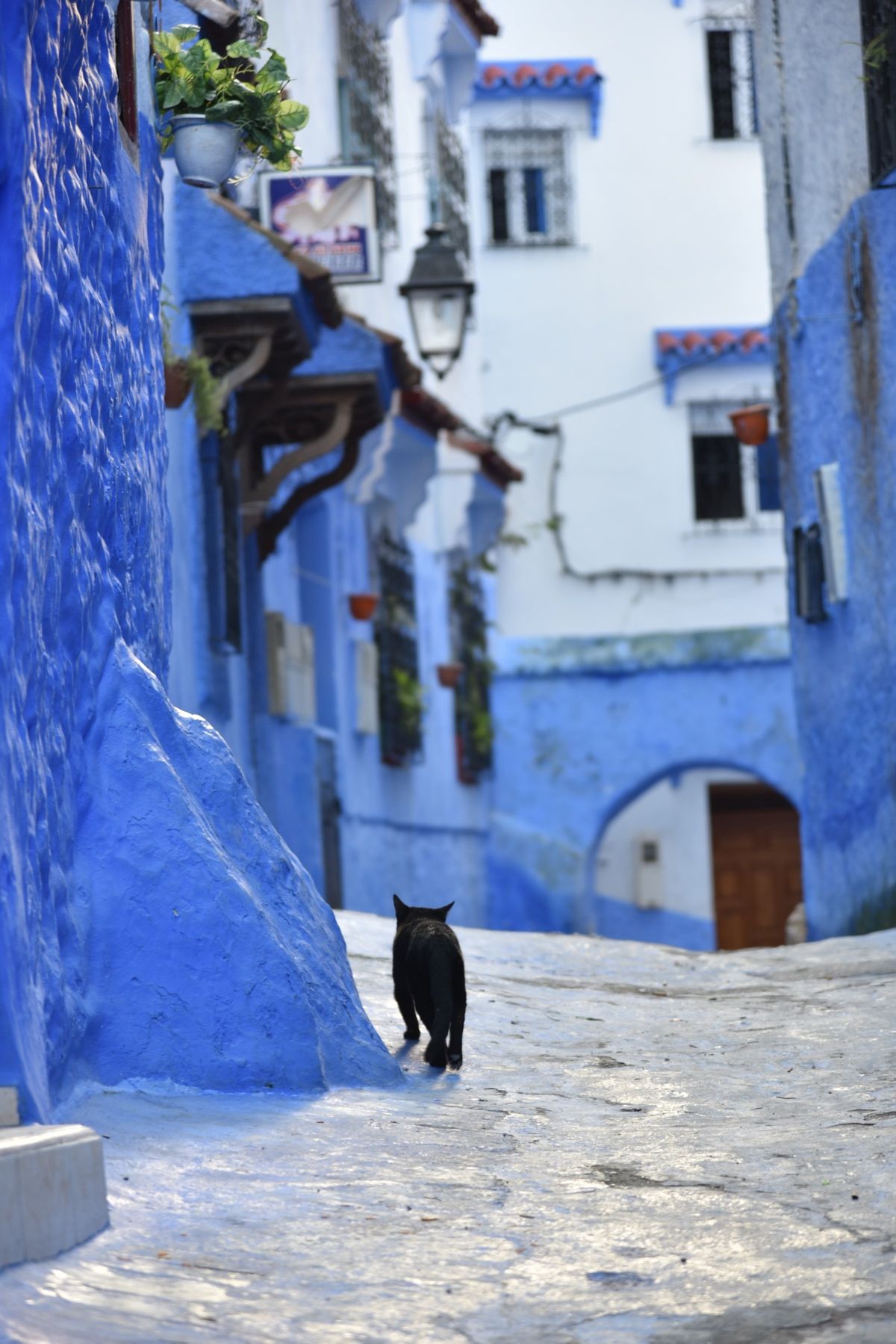 ~青の街シャウエン~
まるで絵本の世界に迷い込んだような、どこを撮っても絵...