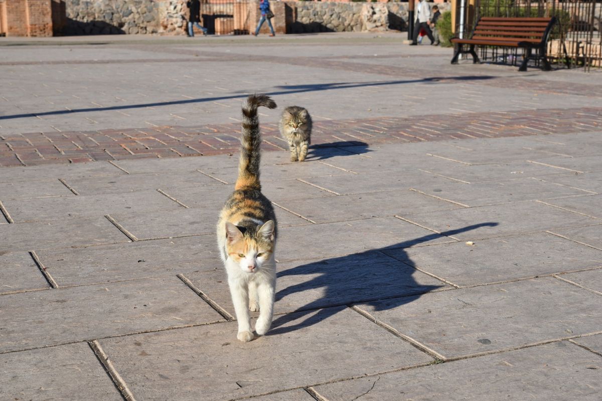 ~モロッコの猫ちゃんコレクション~
趣味全開ですみません笑
モロッコの猫ち...
