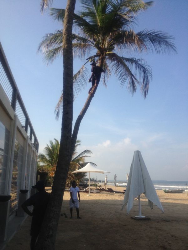 スリランカ「スリランカ」の写真