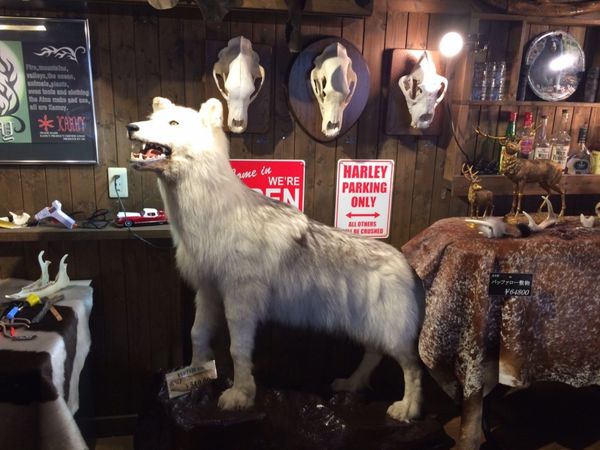 日本・北海道「札幌小樽の旅」の写真