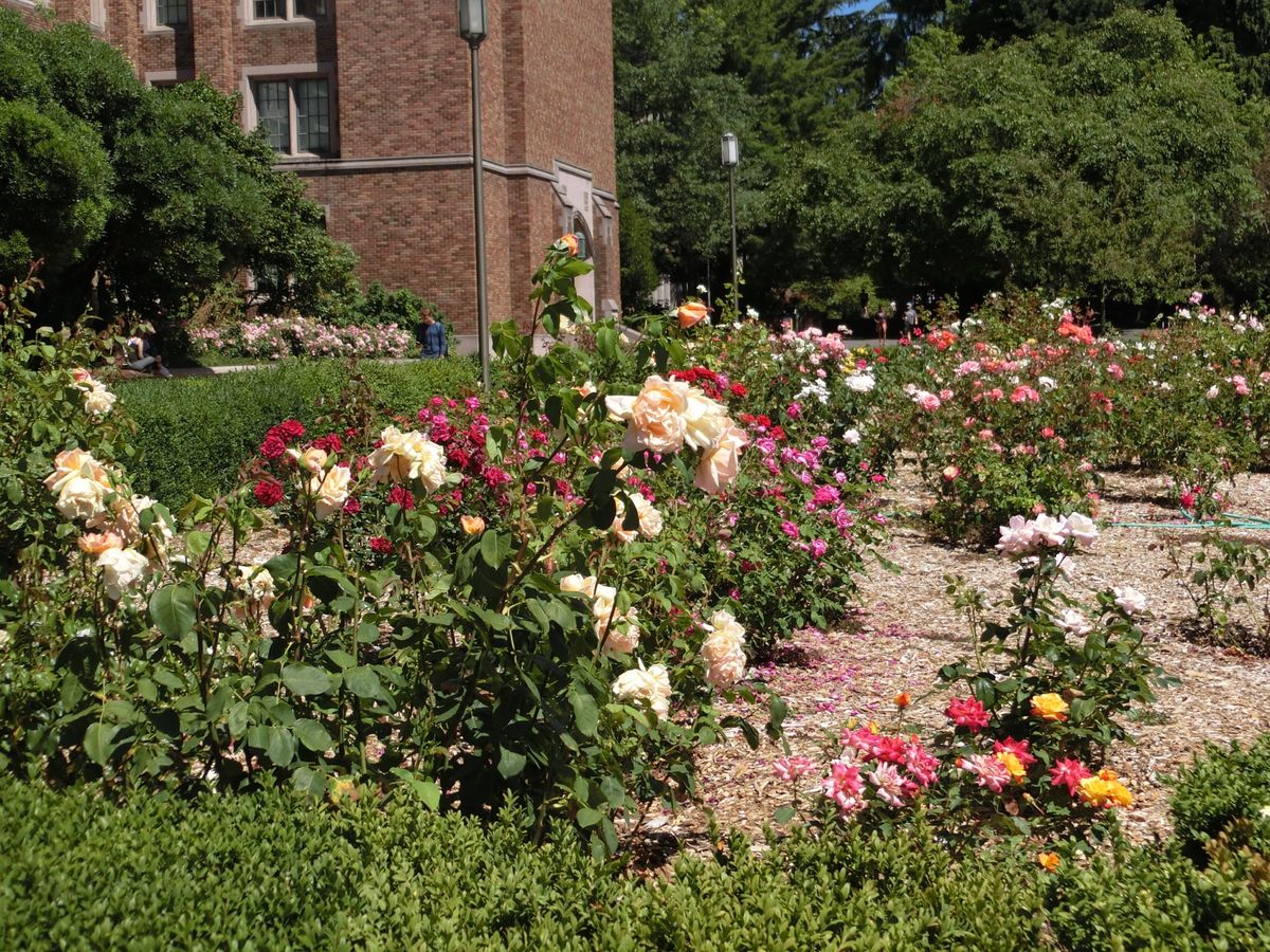 大学内を散歩！

中央の入り口近くにある噴水
その奥には「マウントレーニア...