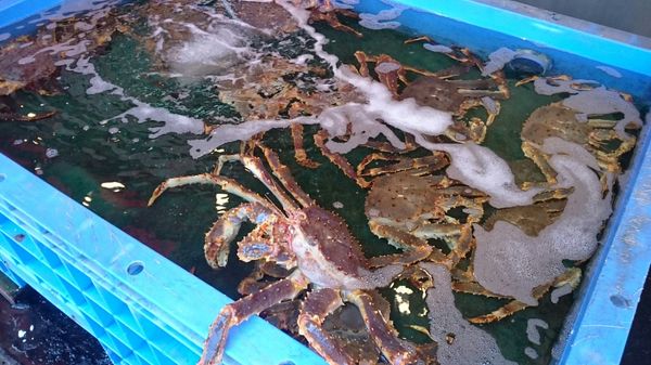 日本・北海道「初夏の札幌、よさこい祭りと野球観戦」の写真