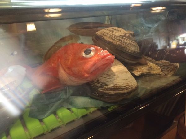 日本・北海道「北海道、それは大人の遊園地」の写真