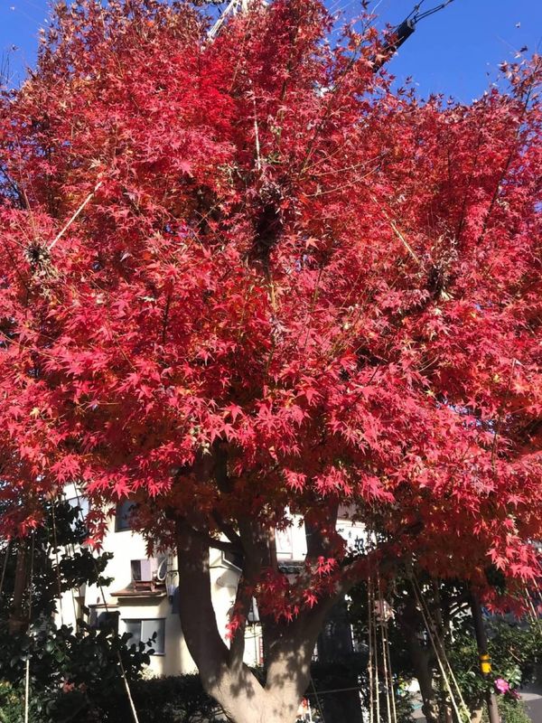 日本・石川県「金沢　冬の始まり」の写真