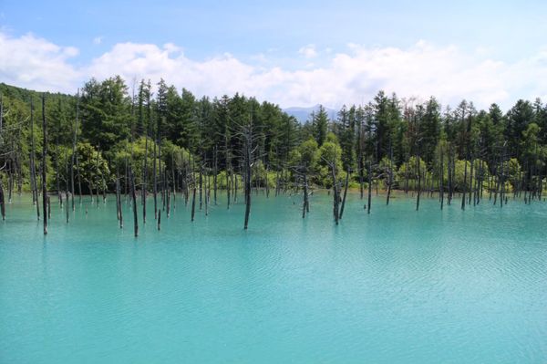 日本・北海道「北海道トマムで雲海を見る☁️」の写真：美瑛の青い池

美瑛は、夜は星がキレイと...