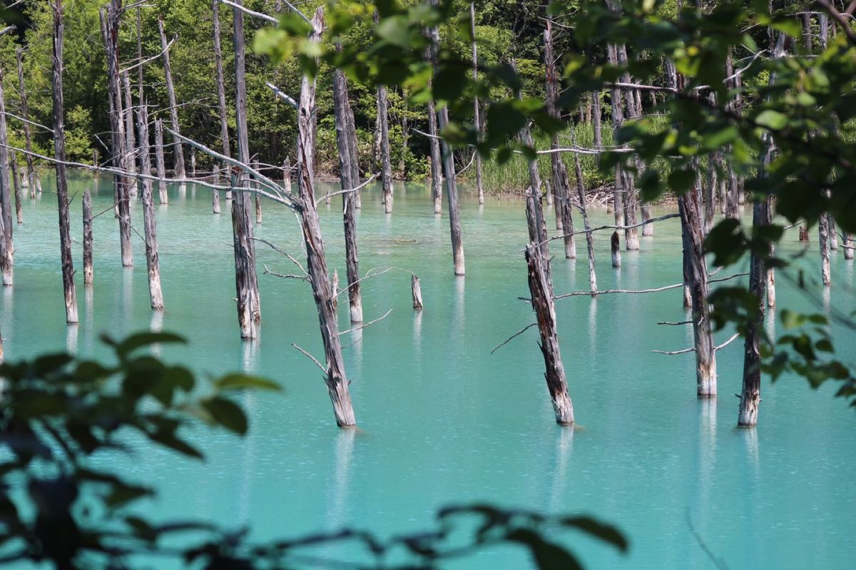 美瑛の青い池

美瑛は、夜は星がキレイという情報をあとで知って
一泊すれば...