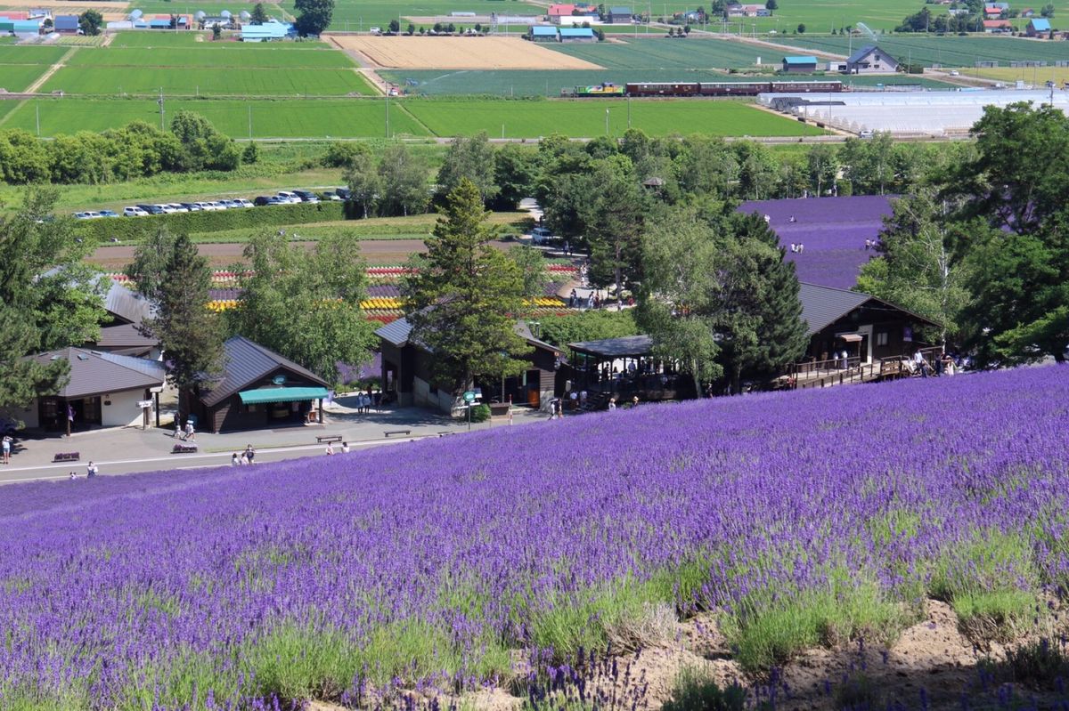 富良野のラベンダー畑、ファーム富田。
ちょうど、ラベンダー畑駅に停車した
...