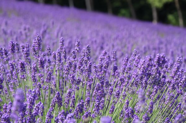 日本・北海道「北海道トマムで雲海を見る☁️」の写真：富良野のラベンダー畑、ファーム富田。
ち...