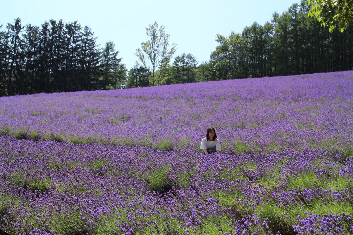 富良野のラベンダー畑、ファーム富田。
ちょうど、ラベンダー畑駅に停車した
...