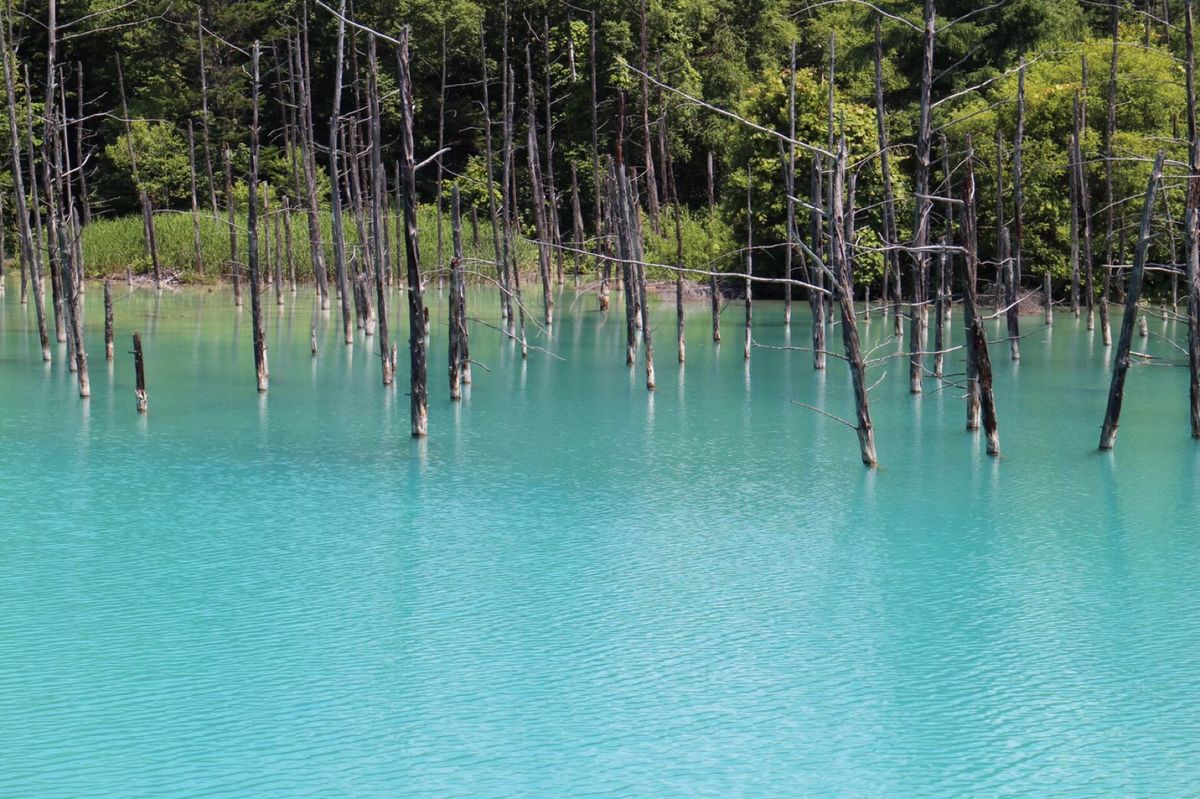 美瑛の青い池

美瑛は、夜は星がキレイという情報をあとで知って
一泊すれば...
