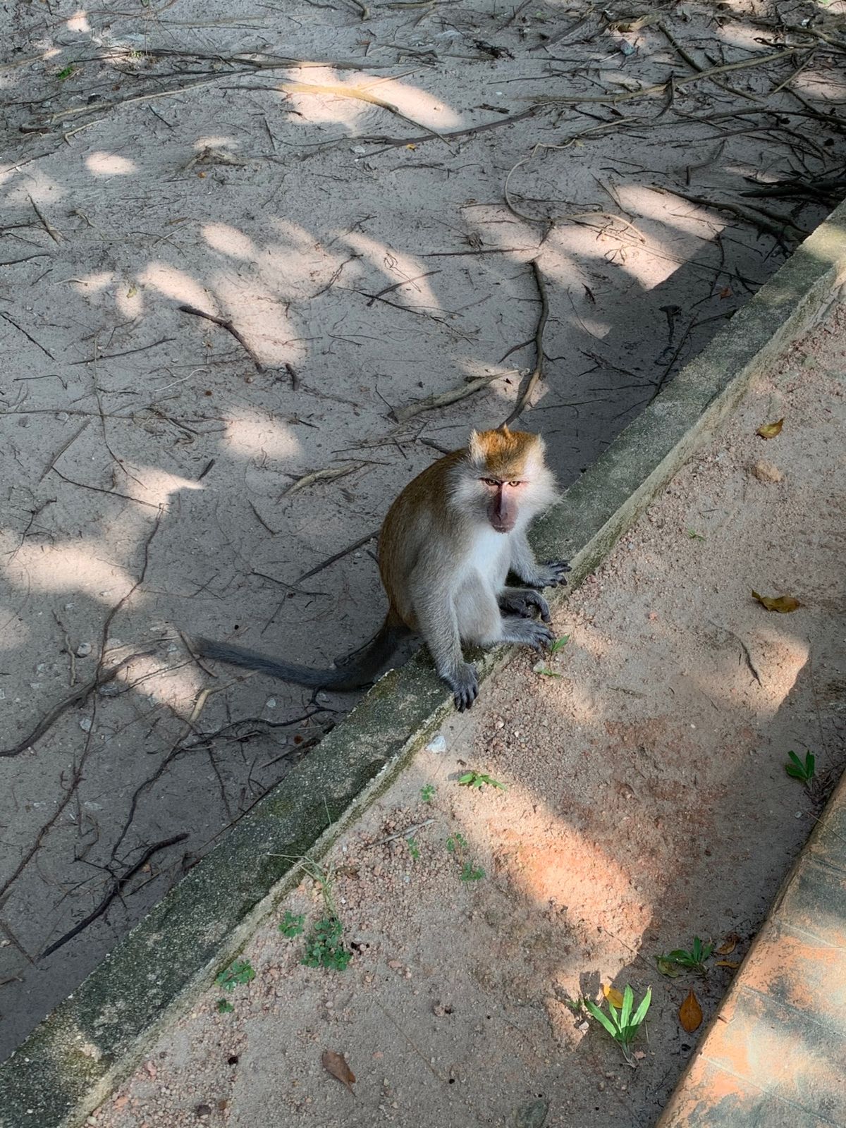 おさるさんにも会いました！