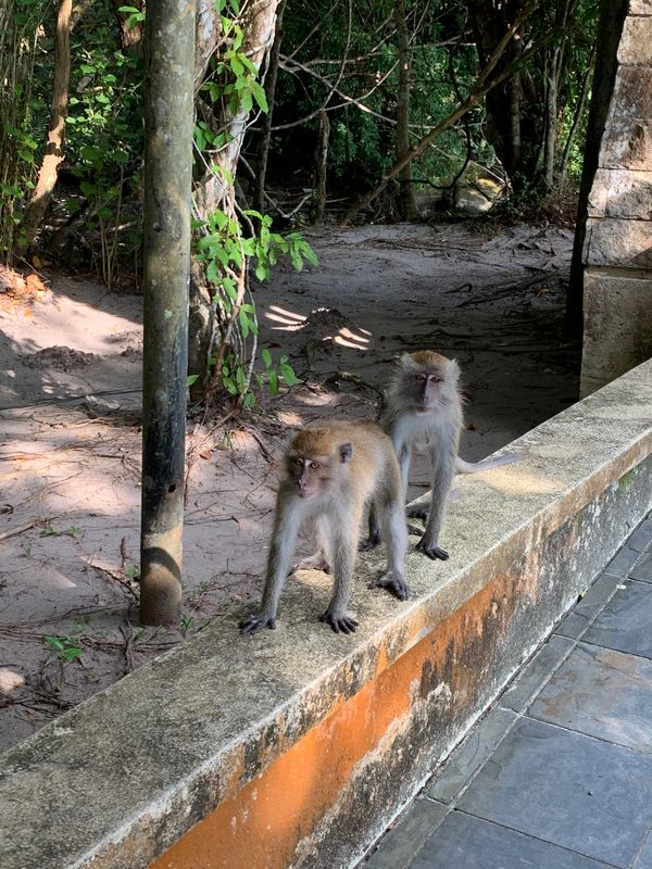 マレーシア・ペナン島「マレーシア　ペナン島」の写真：おさるさんにも会いました！