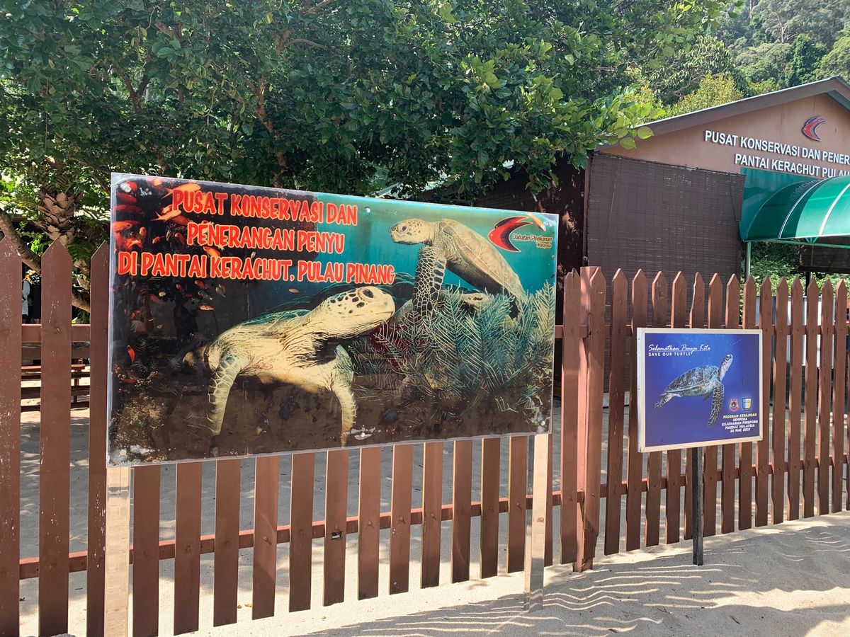 ウミガメの保護施設！