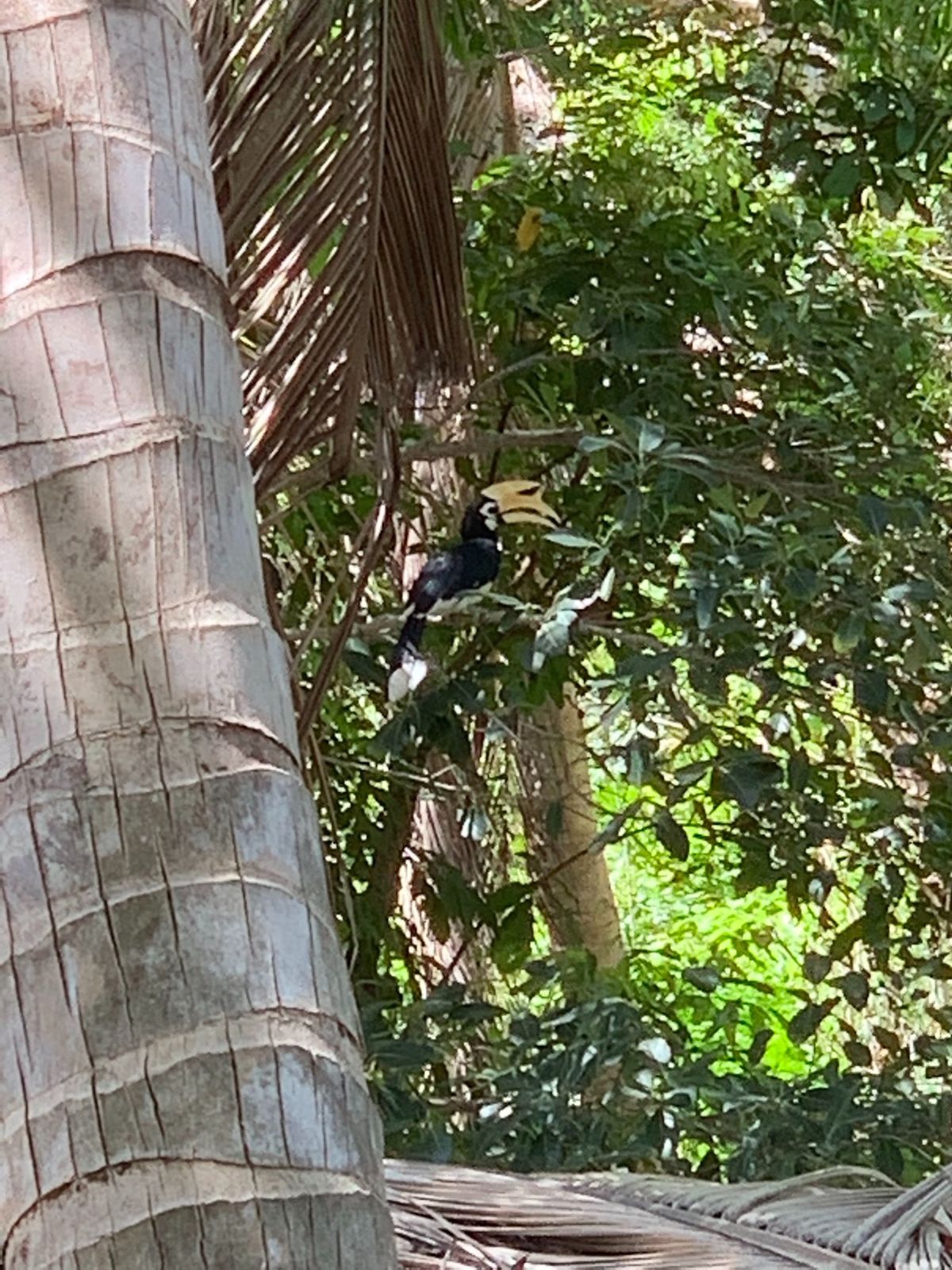 ヴィラプール付きに泊まって贅沢しました👙