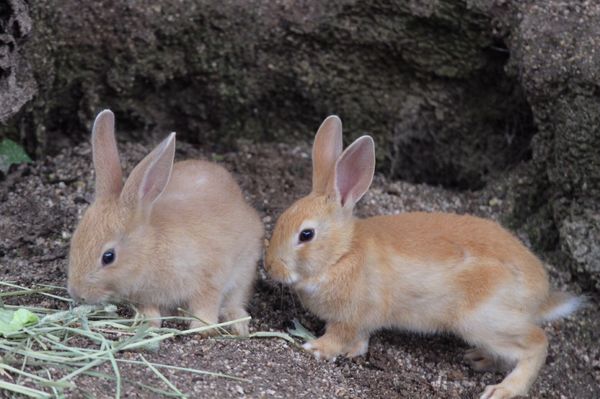 日本・広島県「広島周遊　ウサギと触れ合う🐇」の写真：フェリーでウサギ島まで渡るのですが、
午...