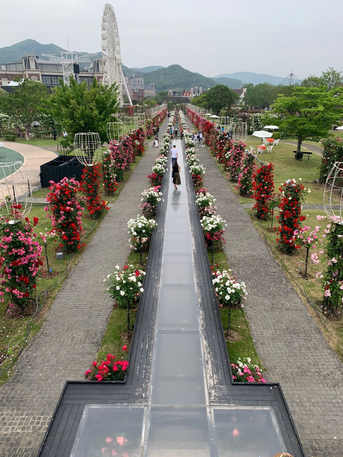 日本で1番の薔薇園