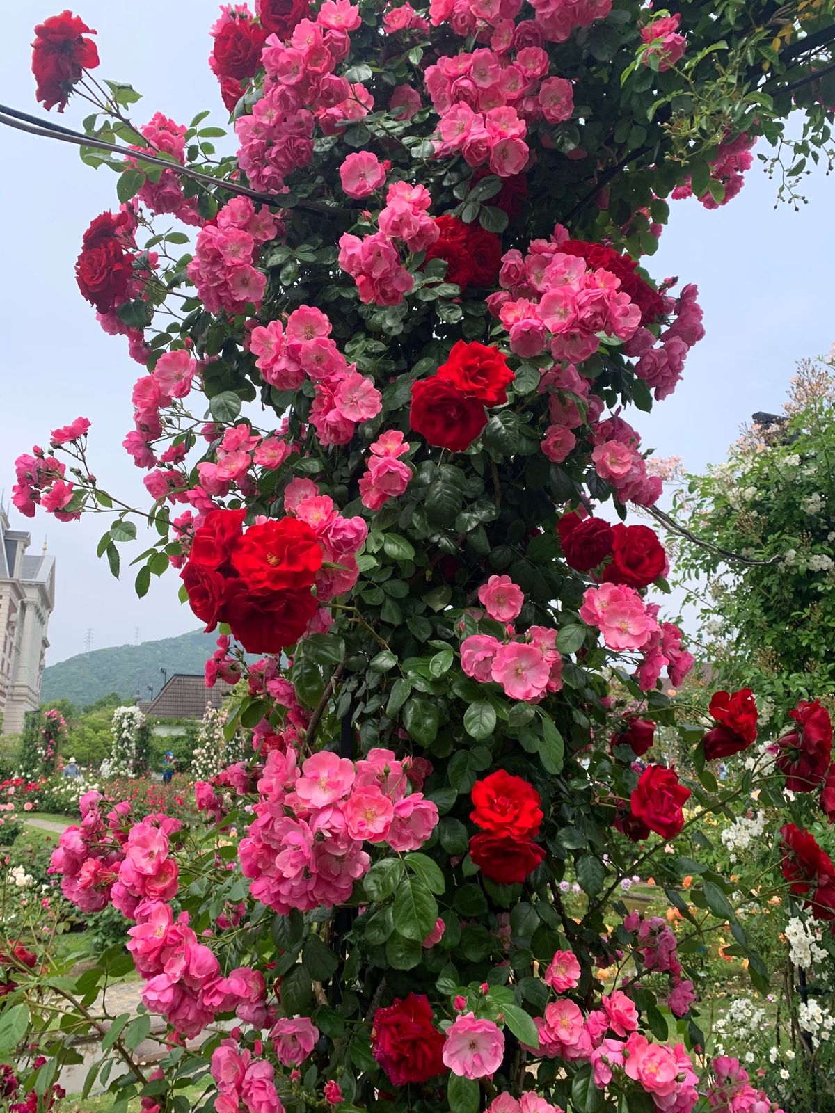 日本1の薔薇園。