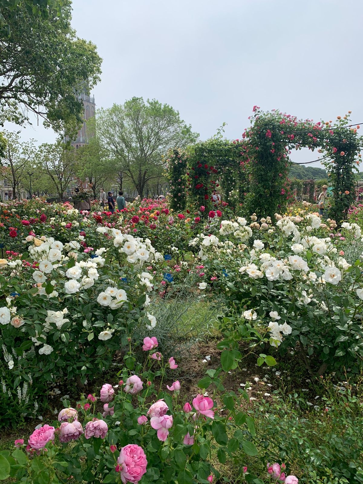 日本で1番の薔薇園