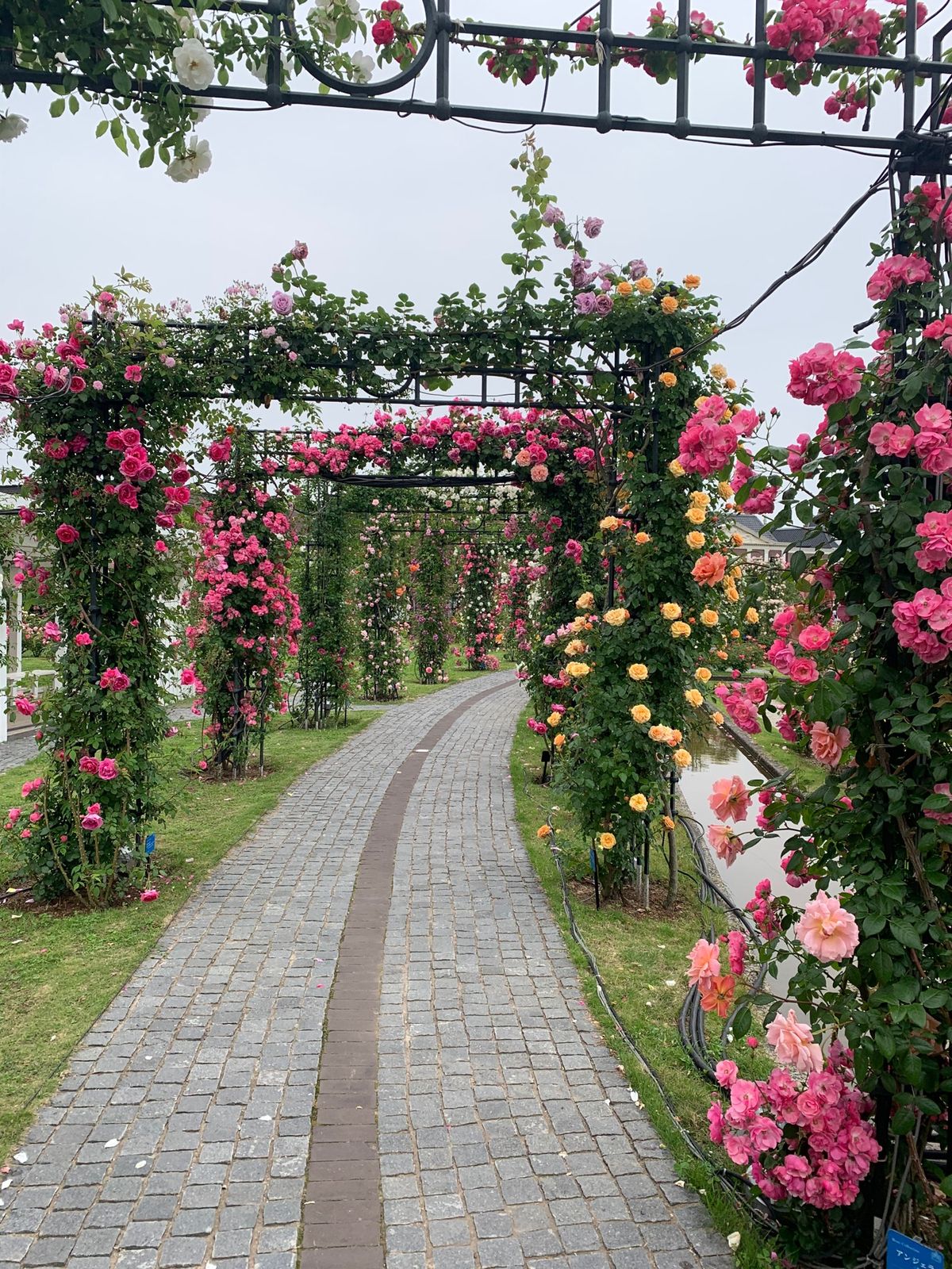 日本で1番の薔薇園