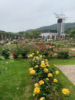 日本1の薔薇園。
