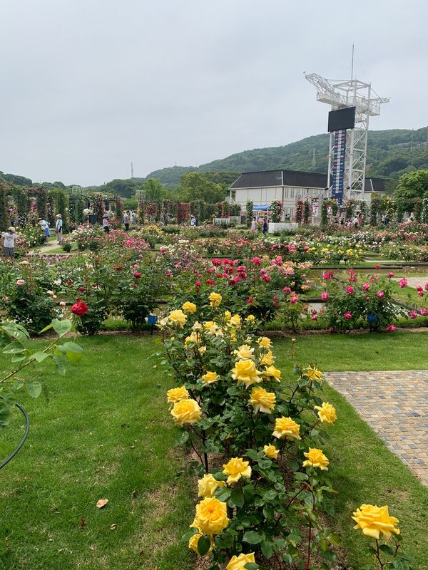 日本・長崎県佐世保市「ハウステンボスの薔薇祭」の写真：日本1の薔薇園。