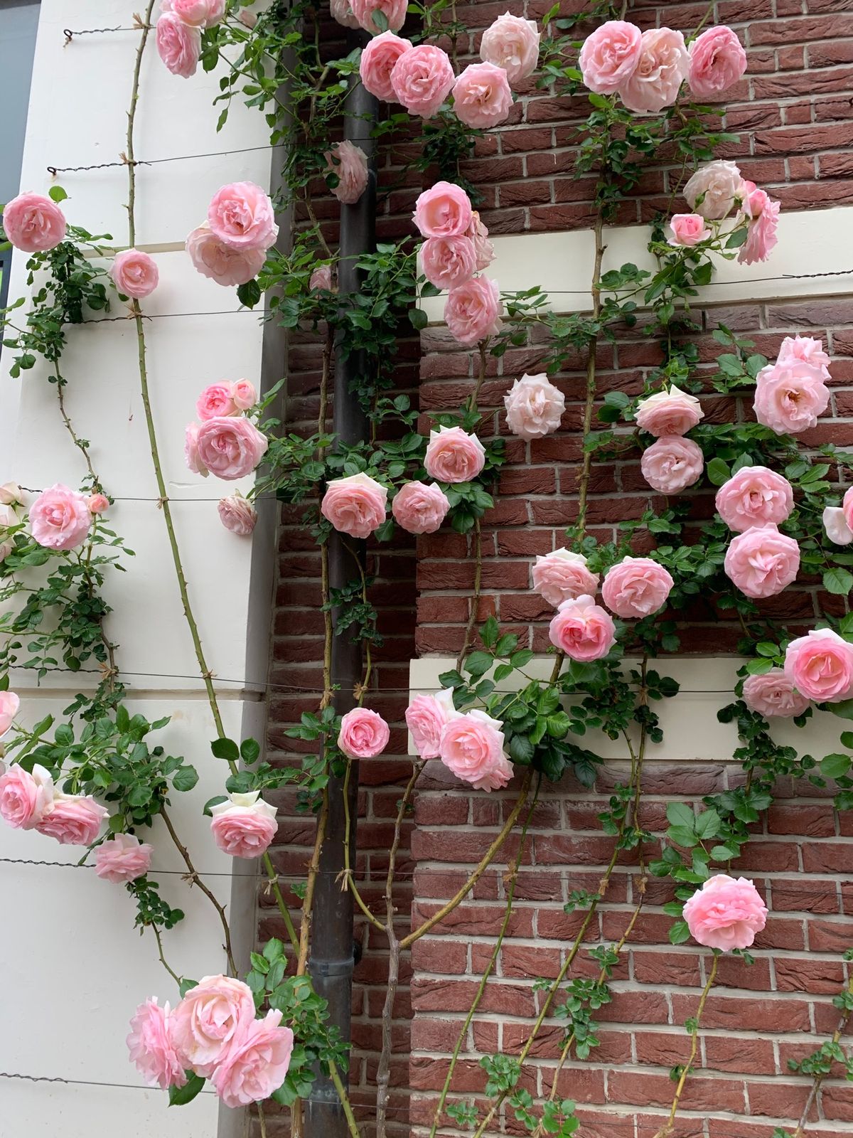 日本1の薔薇園。