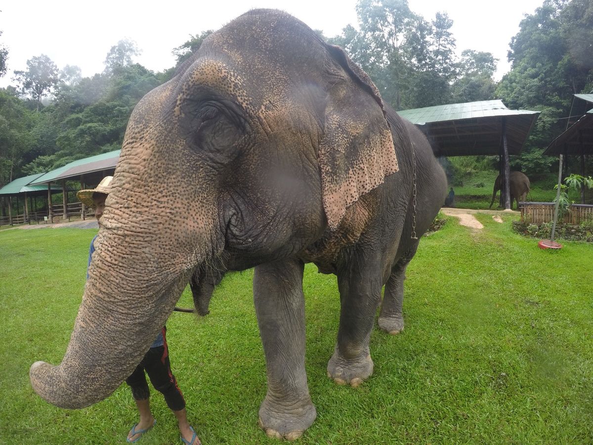 象使いの修行1
たわしの上に座ってる感じ。
耳のバサバサ、結構痛かった。