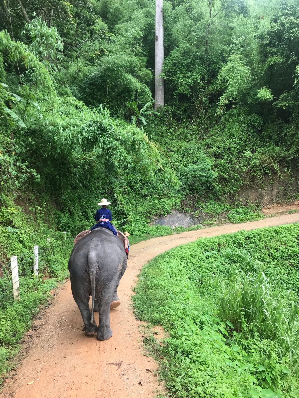 象使いの修行1
たわしの上に座ってる感じ。
耳のバサバサ、結構痛かった。