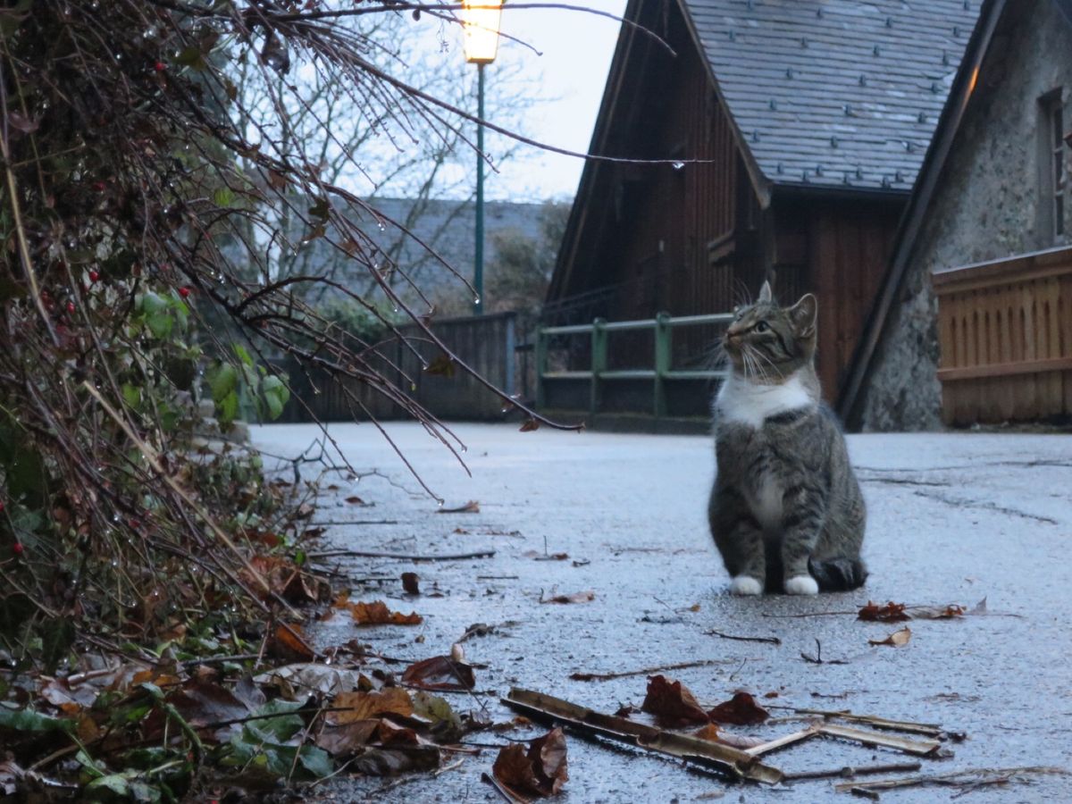 ザルツブルクからハルシュタットへ

明け方のハルシュタット
駅から街までは...