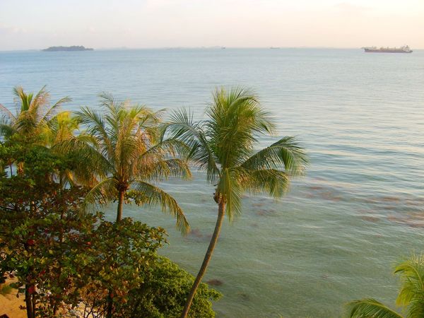 シンガポール「シンガポールの旅」の写真：この国は手をつけられてない自然がほとんどない