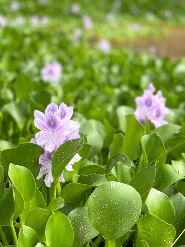 日本・四万十川「密を避けて大自然を満喫！」の写真：トンボ自然公園

綺麗な公園を想像して行...