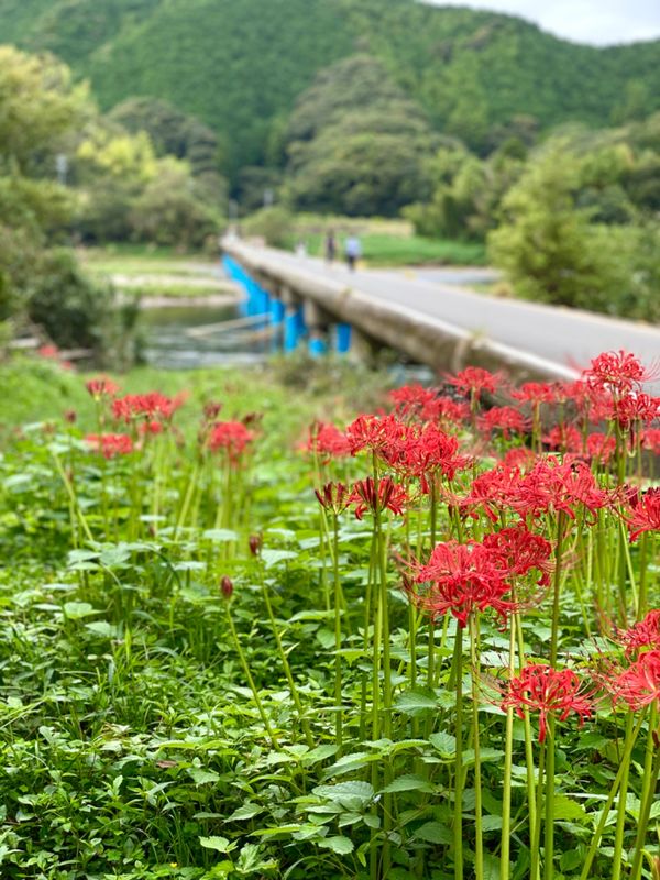 日本・四万十川「密を避けて大自然を満喫！」の写真：佐田沈下橋(今成橋)

彼岸花がたくさん...