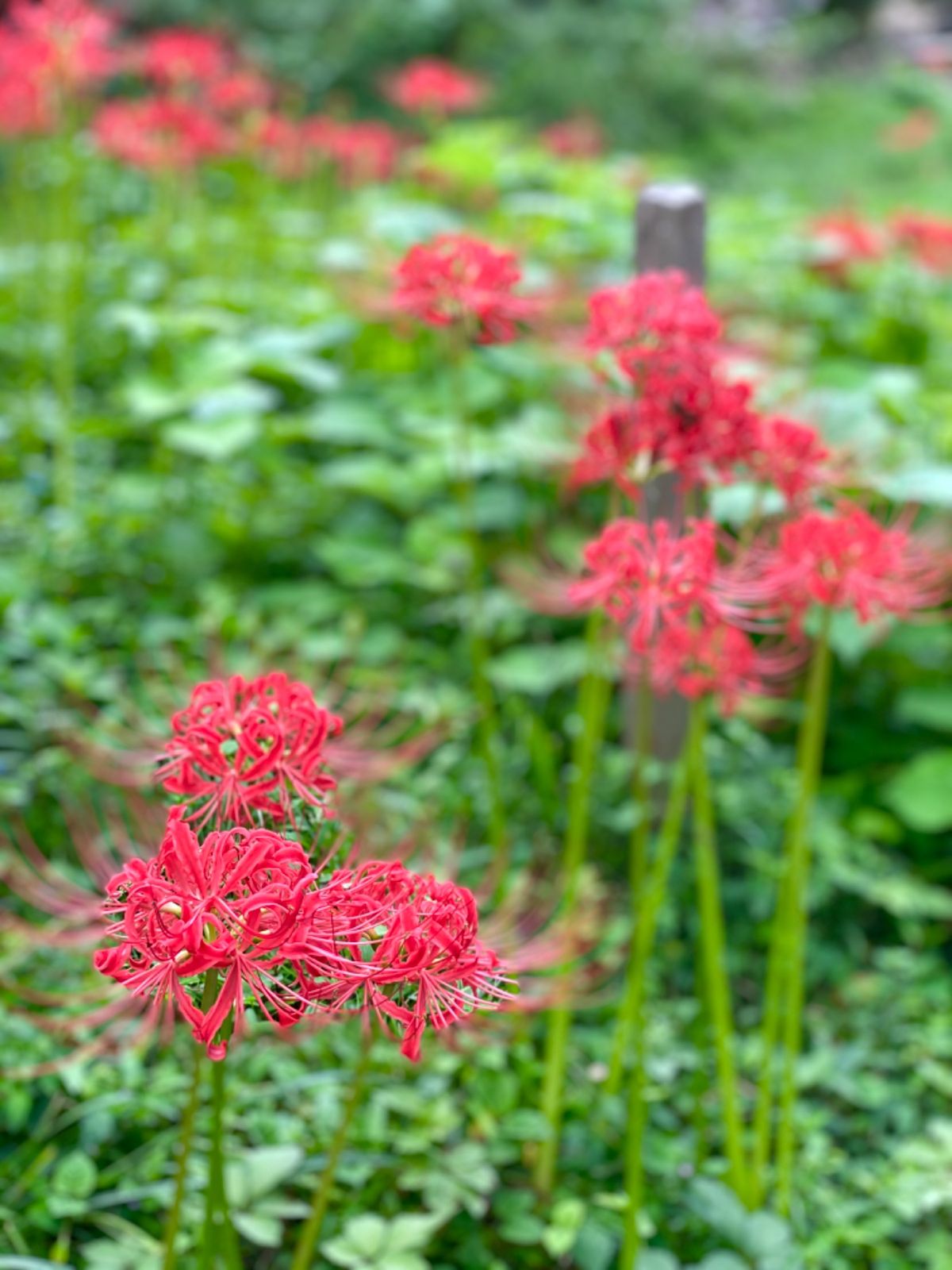 佐田沈下橋(今成橋)からの四万十川の眺め

写真だとわからないけど
四万十...