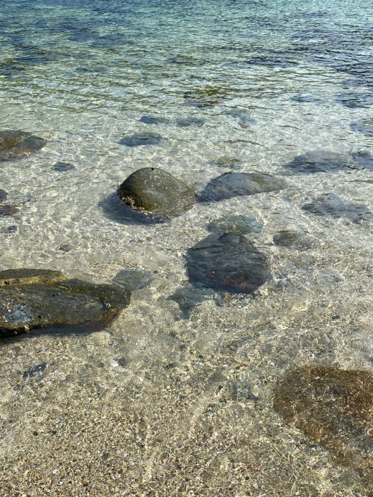 日本の海じゃないみたいな
透明度と鮮やかなブルーが印象的な柏島

水の透明...