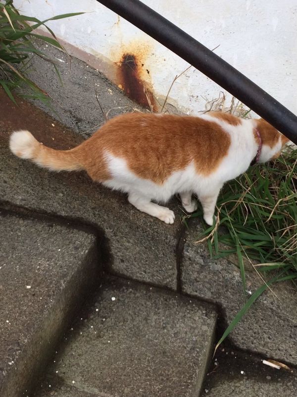日本・神奈川県「胸騒ぎの藤沢・江ノ島」の写真