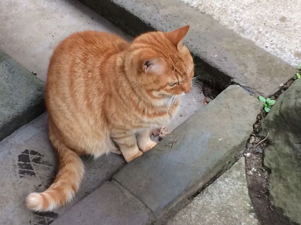 日本・神奈川県「胸騒ぎの藤沢・江ノ島」の写真