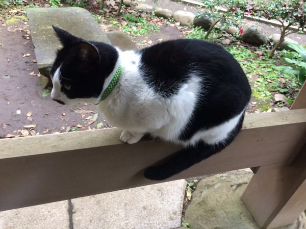 日本・神奈川県「胸騒ぎの藤沢・江ノ島」の写真