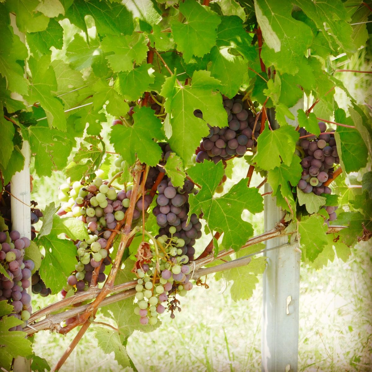 旅の目的② ピエモンテといえばバローロ、バルバレスコ。ワイナリー巡りをして...