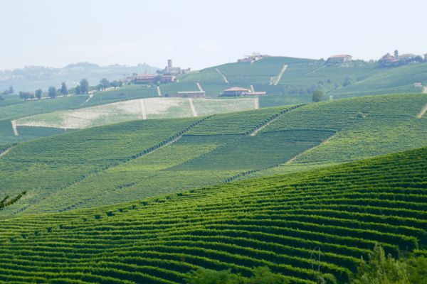 イタリア・ピエモンテ州「イタリア　ピエモンテ」の写真：旅の目的② ピエモンテといえばバローロ、...