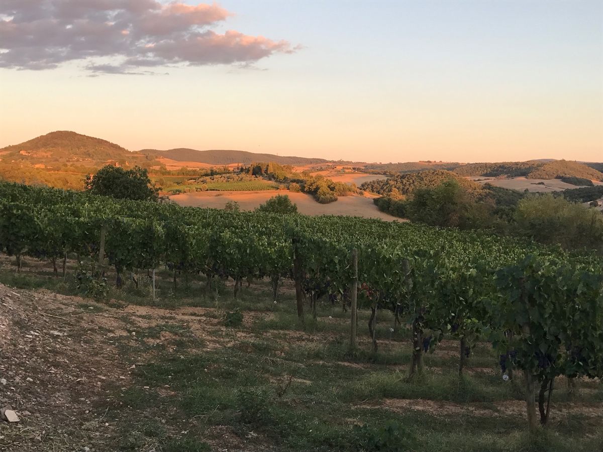 オルチャ渓谷、モンタルチーノ、モンテプルチャーノ等。
真夏のため乾燥した茶...