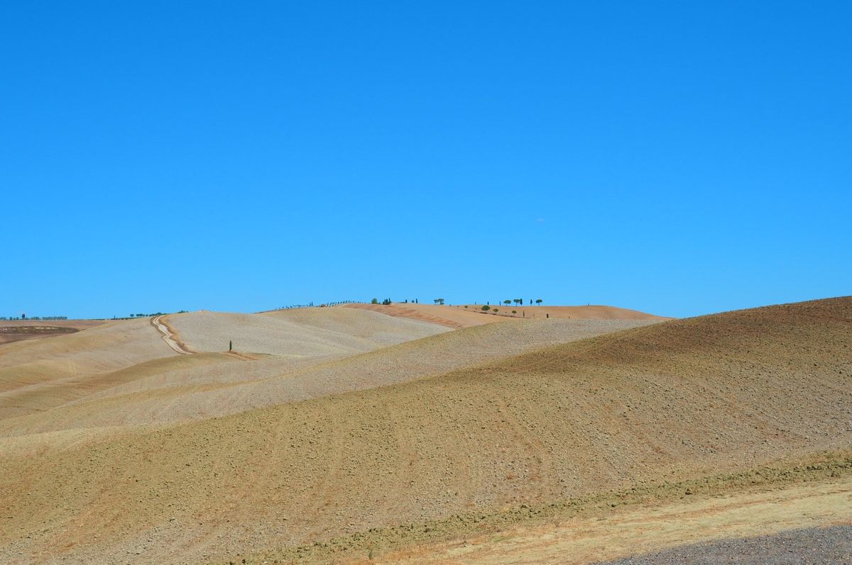 オルチャ渓谷、モンタルチーノ、モンテプルチャーノ等。
真夏のため乾燥した茶...