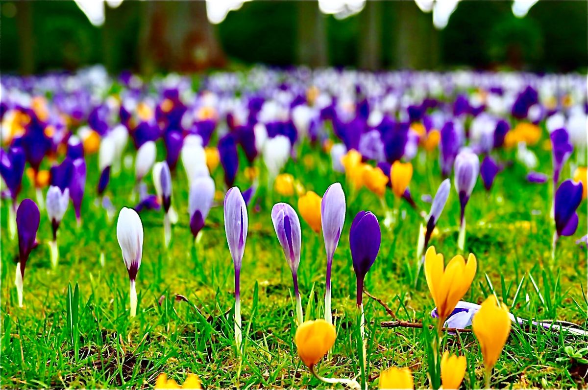 Hampton Court Palace