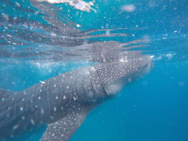 フィリピン・セブ島「2018ゴールデンウィーク　セブ島」の写真：ジンベエザメ
海🏖
チョコレートヒルズ
...