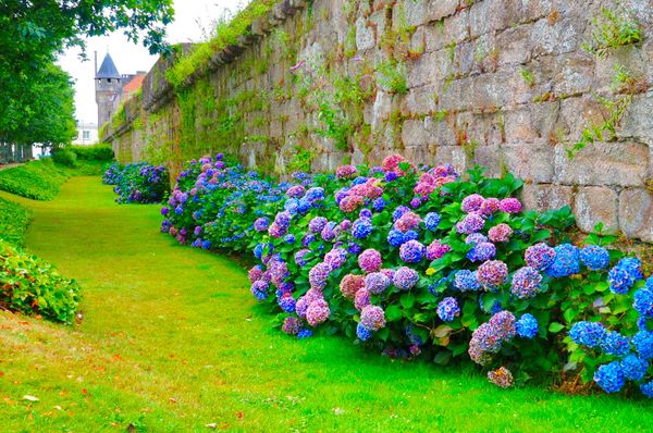 フランス・ブルターニュ「ブルターニュ2016夏」の写真：お花が綺麗な街、カンペール